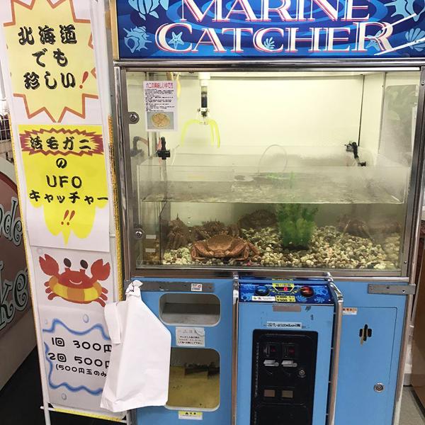 北海道先有！ 魚市場有部「夾蟹機」